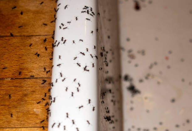 Best Flea Control Services  in Verona, WI