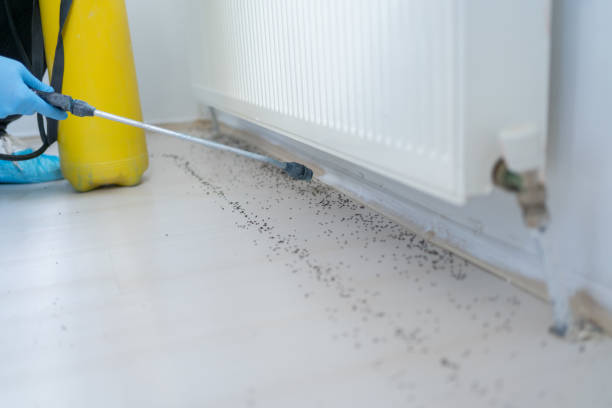 Best Termite Control Services  in Verona, WI